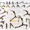 line drawn ink on paper images of Surya Namaskar Yoga Poster