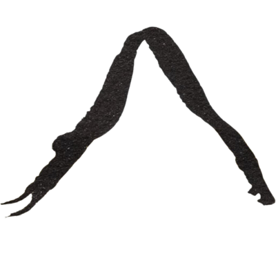 illustrated figure in down facing dog Scaravelli inspired yoga with erling