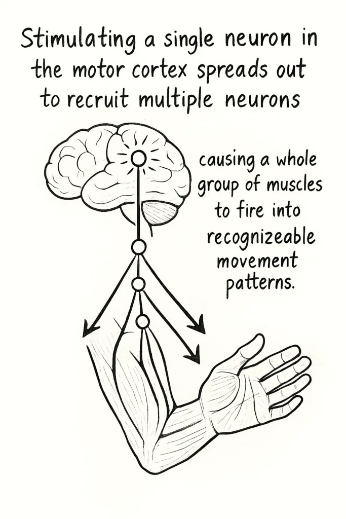 illustration of brain, neurons and hand