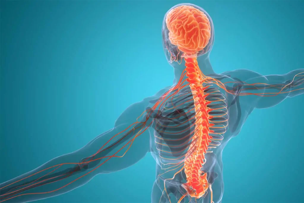 diagram of the torso, spinal column and nerves for an article about yoga poese